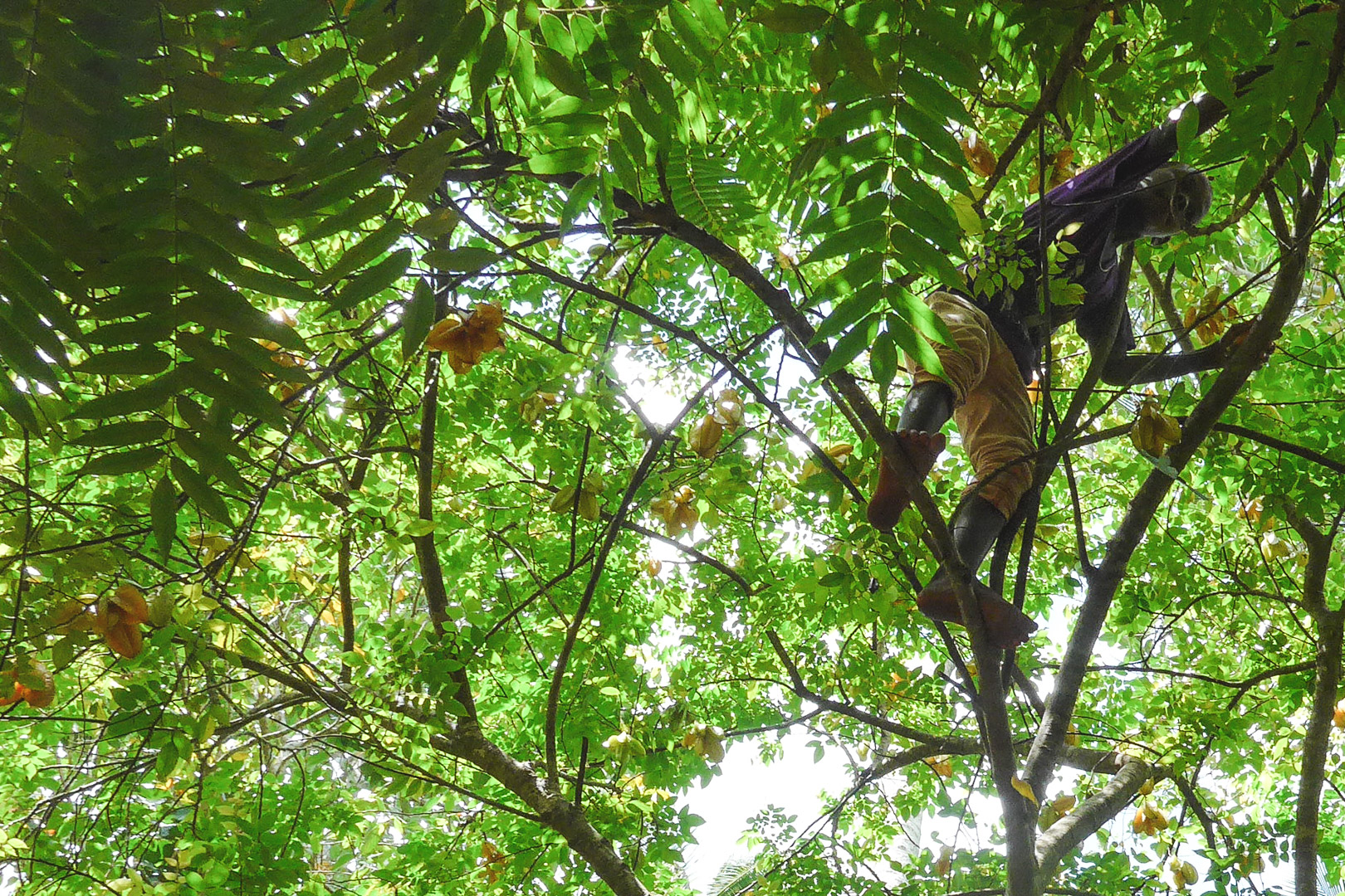 Starfruit on Zanzibar Spice Tour