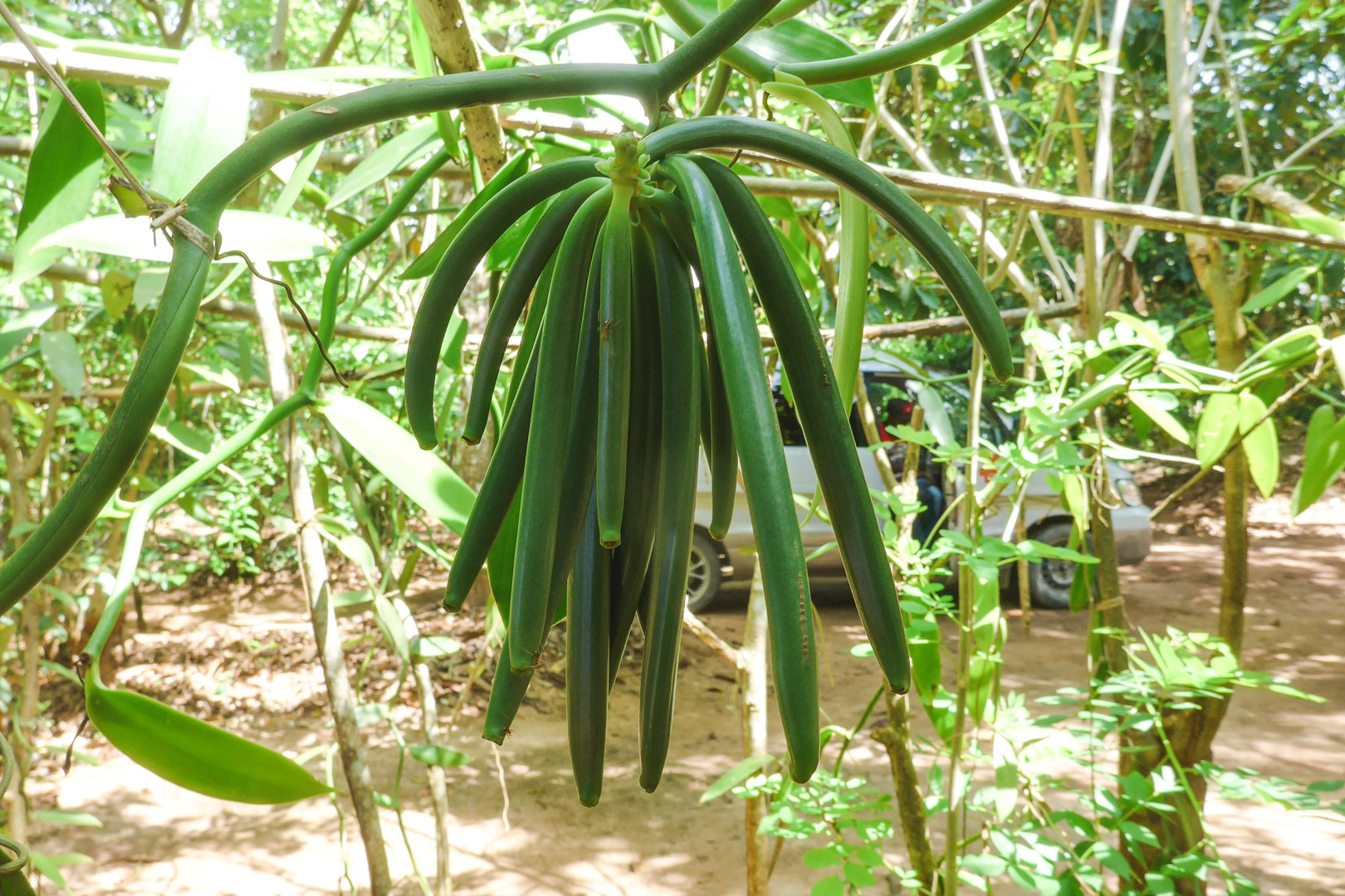 Vanilla Plant on Zanzibar Spice Tour