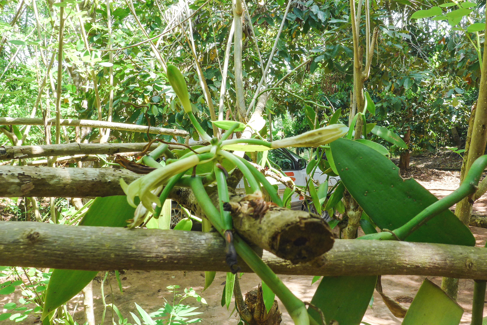 Vanilla flower on Zanzibar Spice Tour