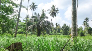 A spice tour is sure to be a highlight of your trip to Zanzibar! Here is our full review of our spice tour with Eco & Culture Tours.