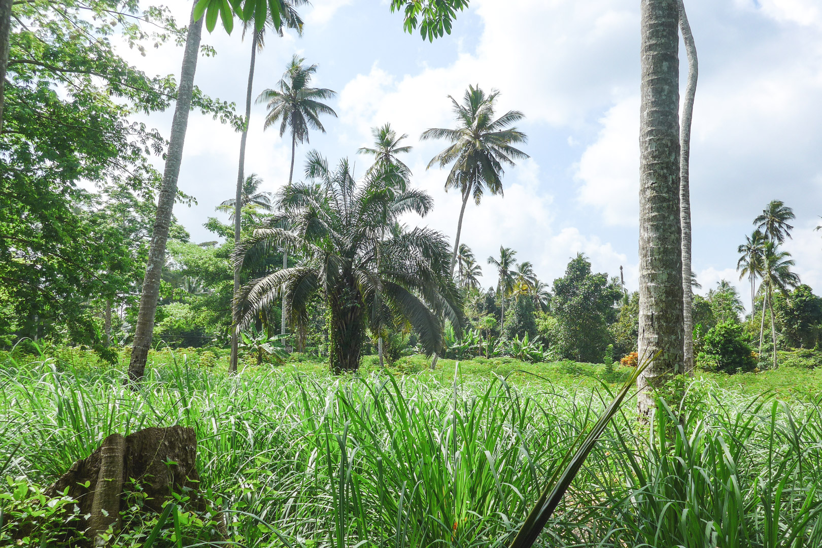 A spice tour is sure to be a highlight of your trip to Zanzibar! Here is our full review of our spice tour with Eco & Culture Tours.