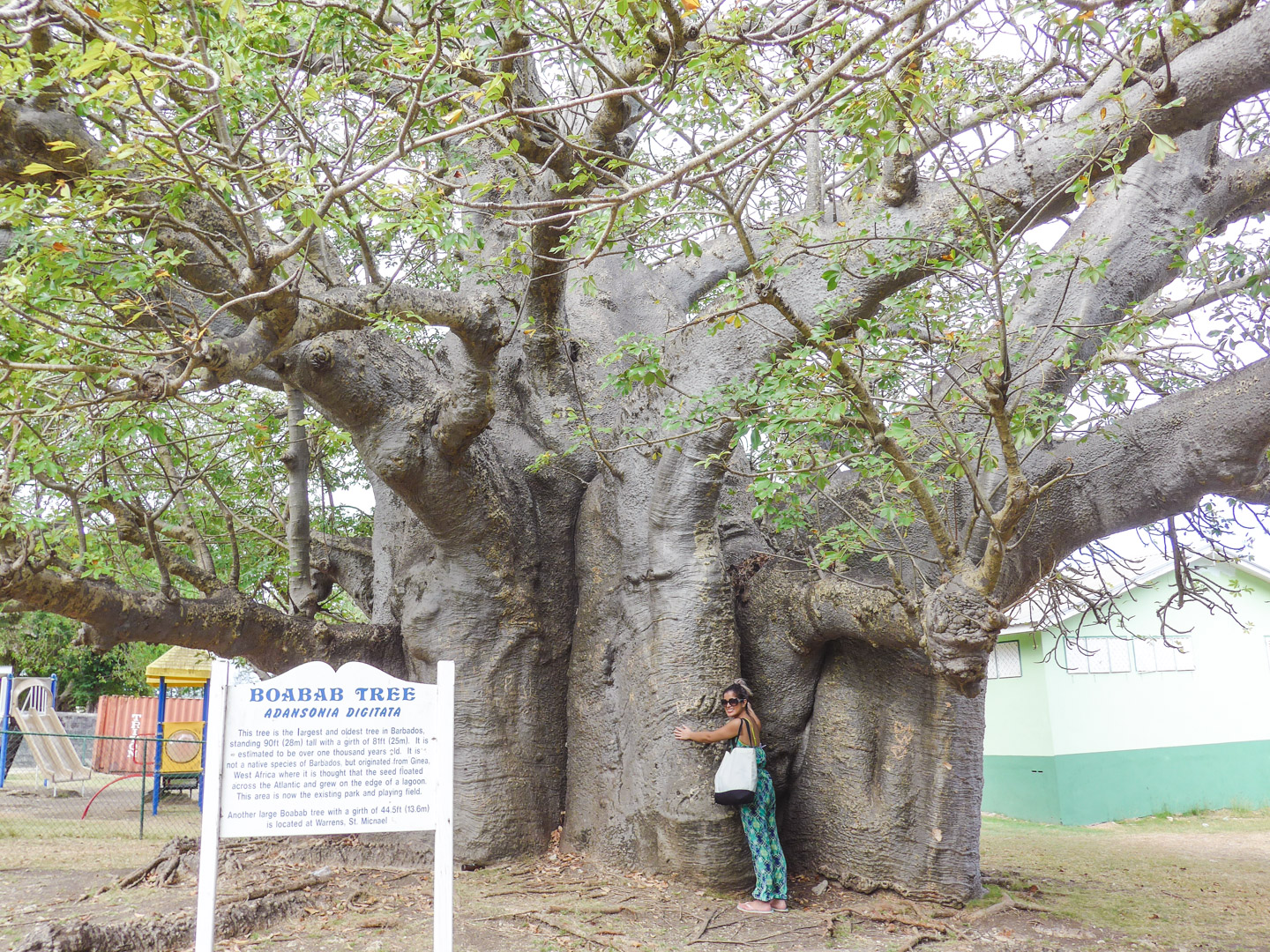 Baobab Tree in Queen's Park Bridgetown Barbados