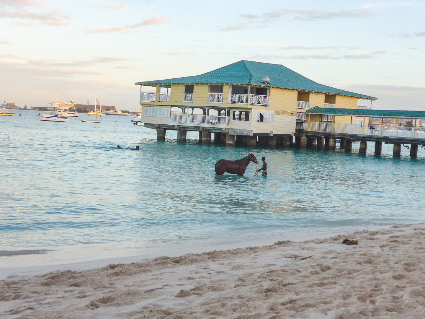Swimming Horses in Bridgetown Barbados