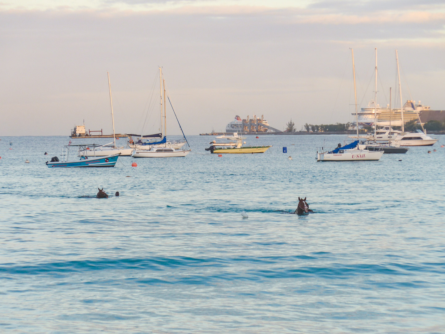 Swimming Horses in Bridgetown Barbados