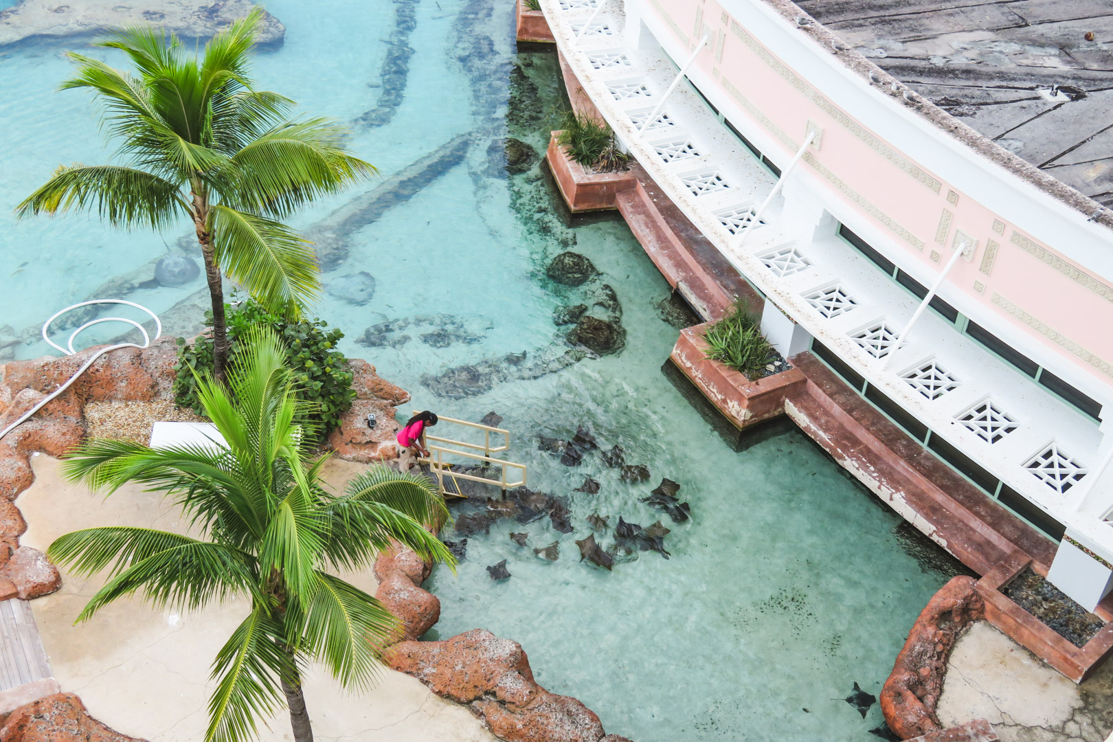 Stingrays at Atlantis Bahamas