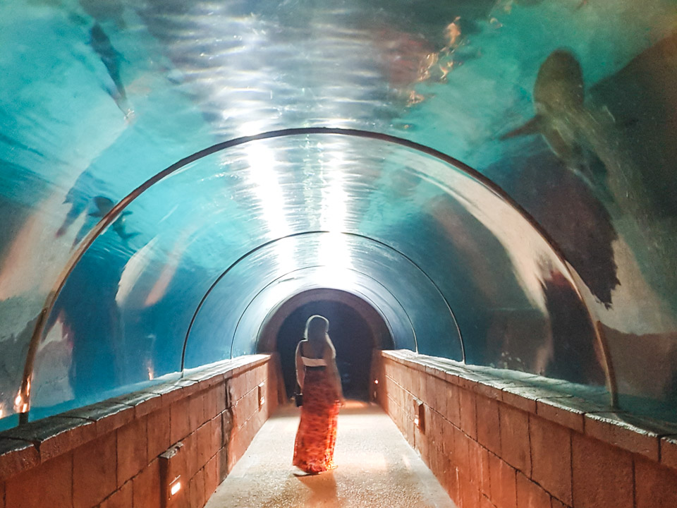 Predator Lagoon Tunnel at Night