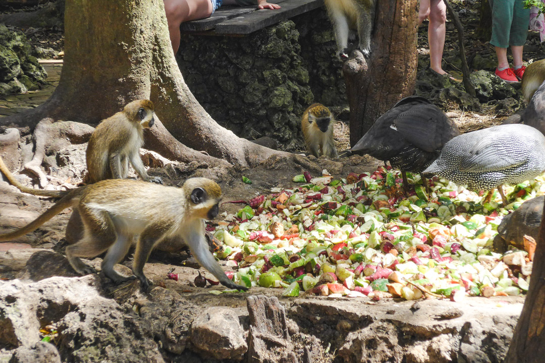 Barbados Wildlife Reserve Feeding Time