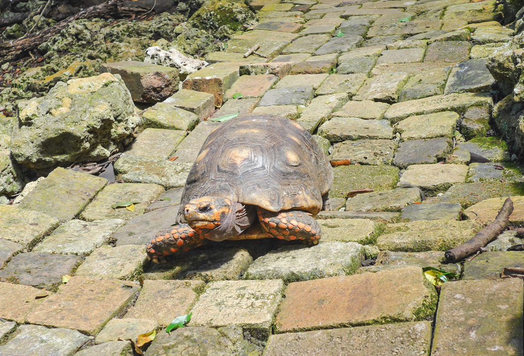 Barbados Wildlife Reserve