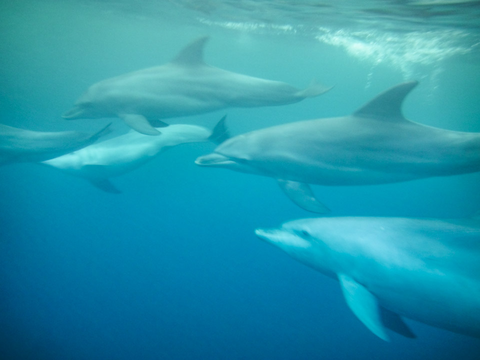 Kizimkazi Dolphins