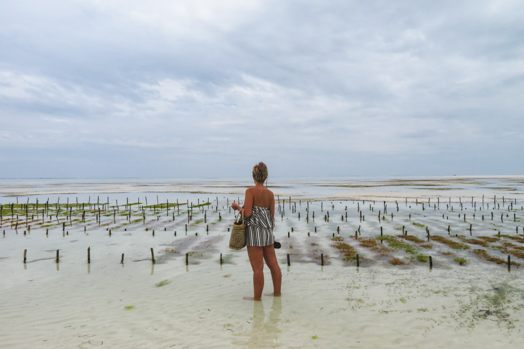 Pongwe seaweed farm