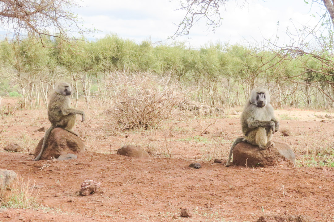 Tanzania Itinerary Baboons