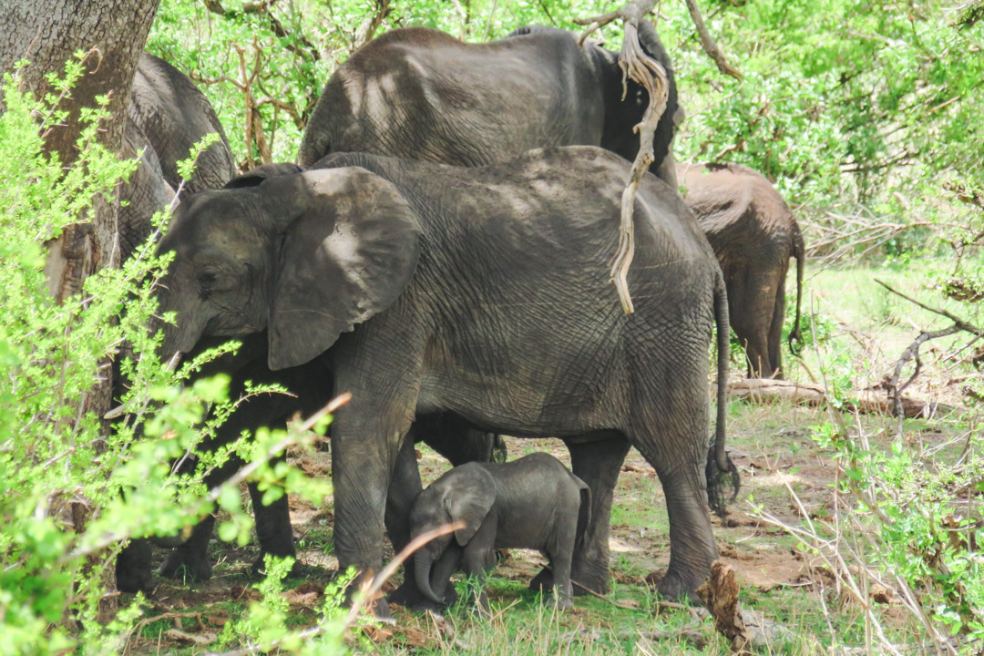 Tanzania Itinerary Baby Elephant