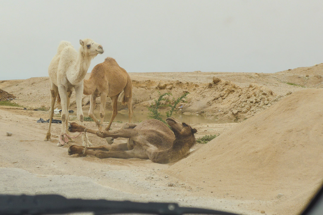 Camels on road in Jordan 2