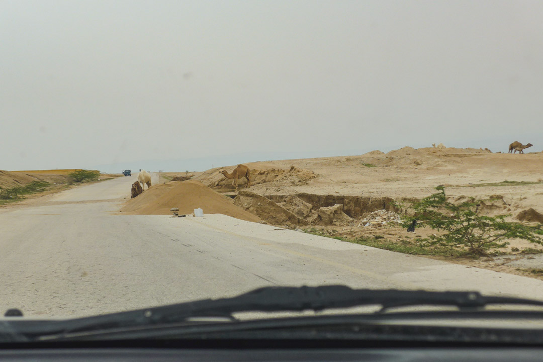 Camels on road in Jordan