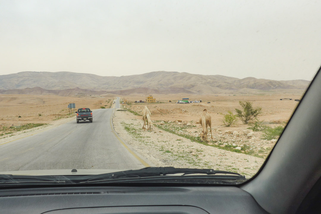 Camels on side of road in Jordan