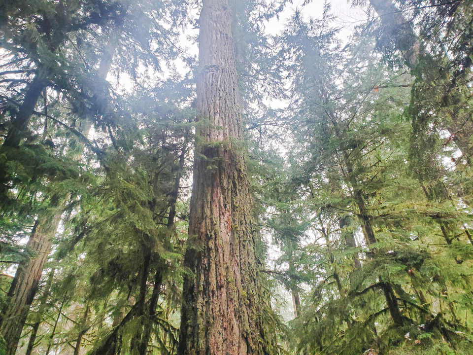 Cathedral Grove Driving from Victoria to Tofino