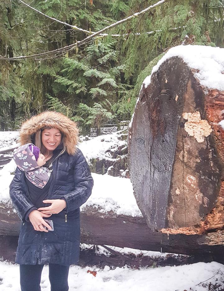 Cathedral Grove Large Trees