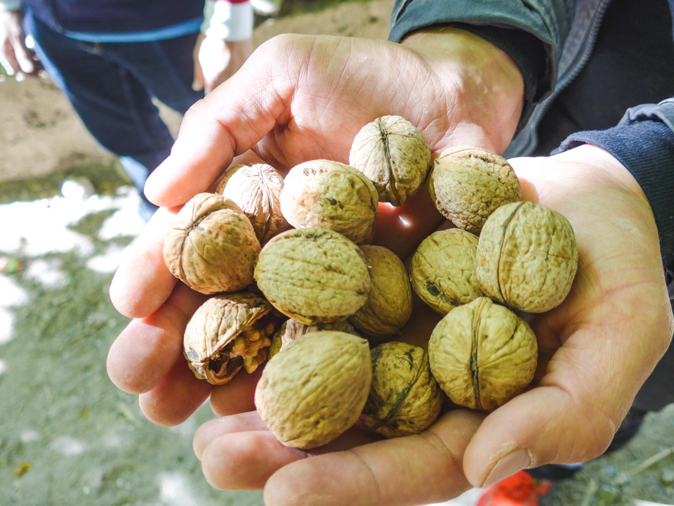 Fresh Walnuts