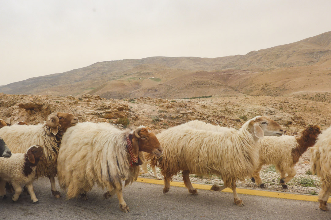 Sheep crossing on road in Jordan