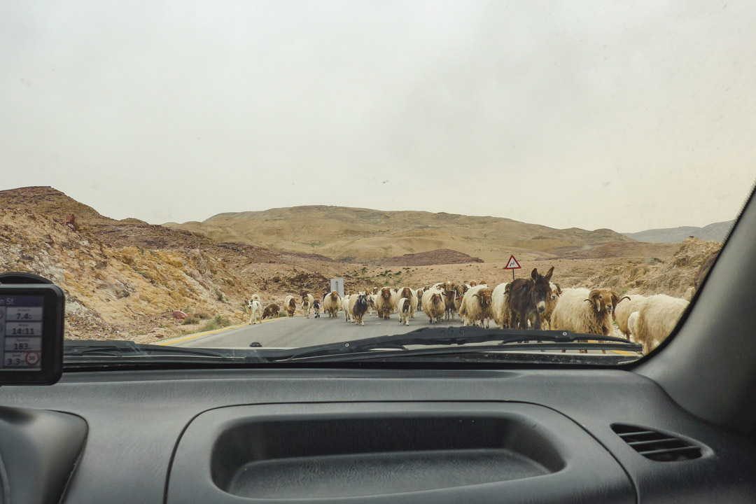 Sheep in the road in Jordan