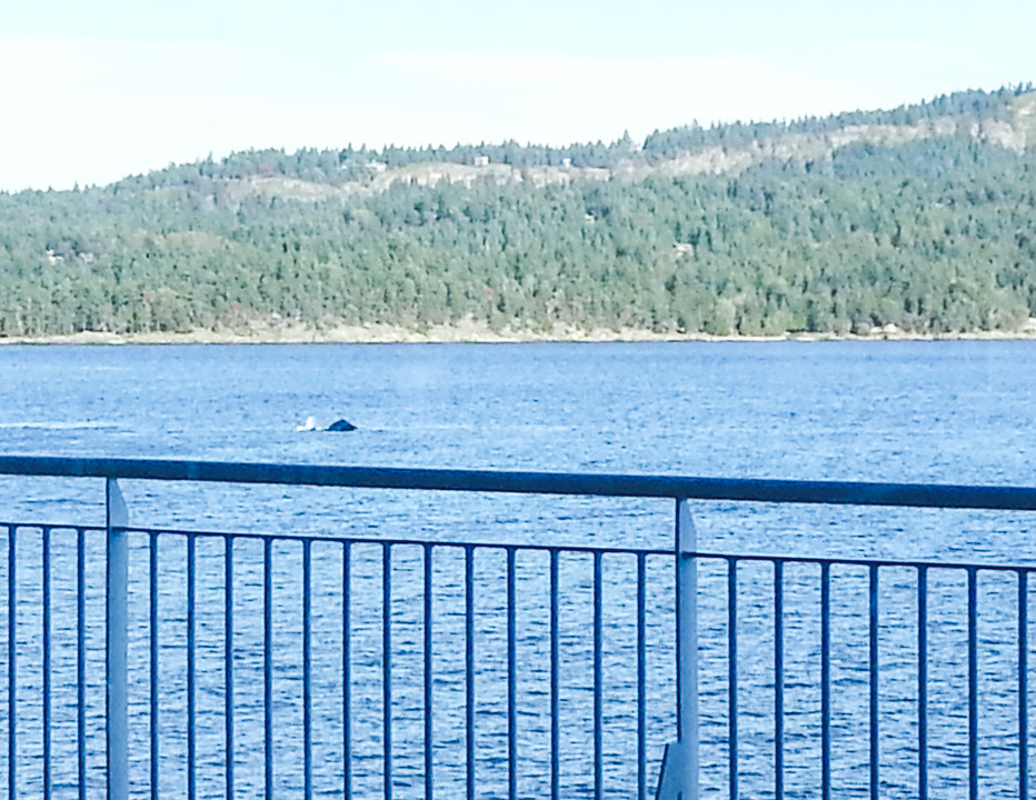 Whale Spotting on BC Ferries