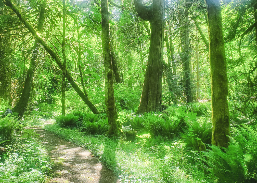 Bridge Falls Trail