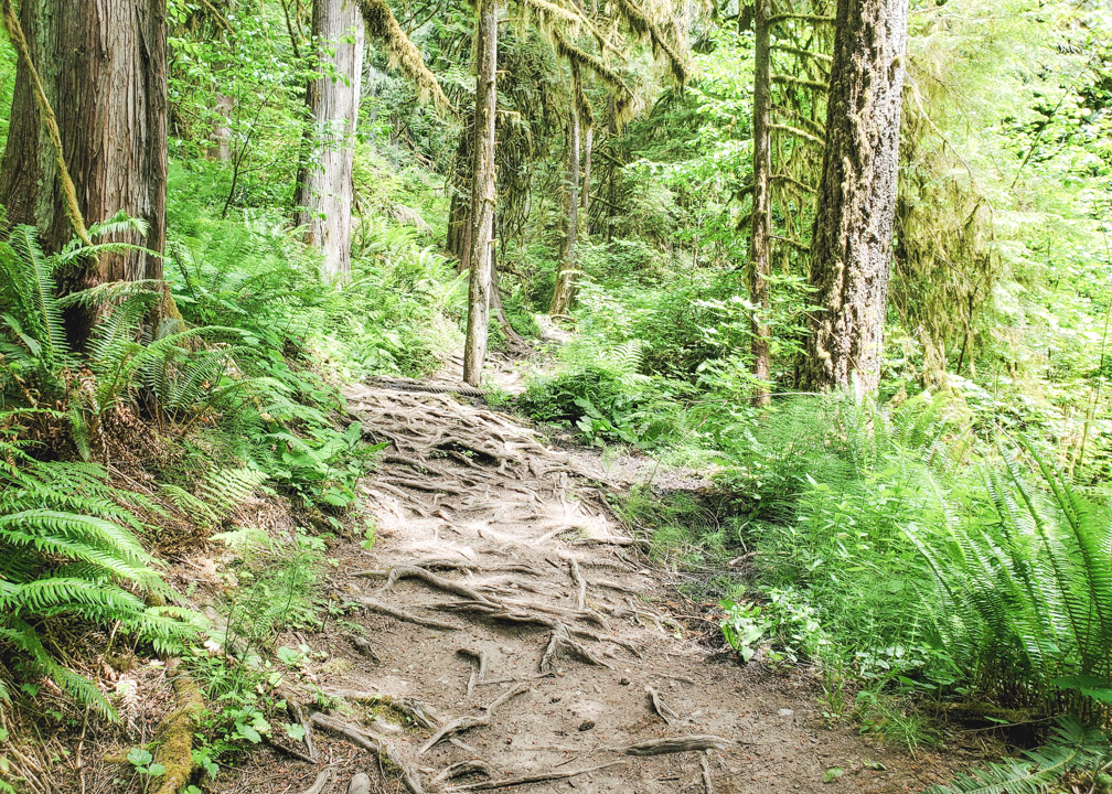 Goldstream Falls Trail