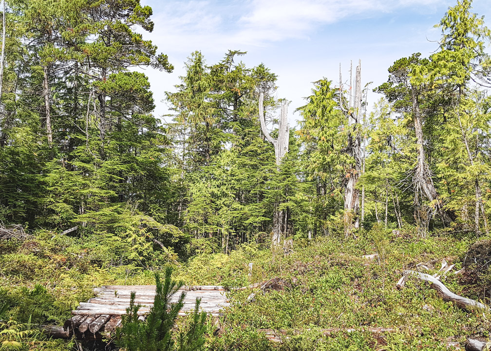 Port Hardy Plane Crash Helicopter Landing Pad