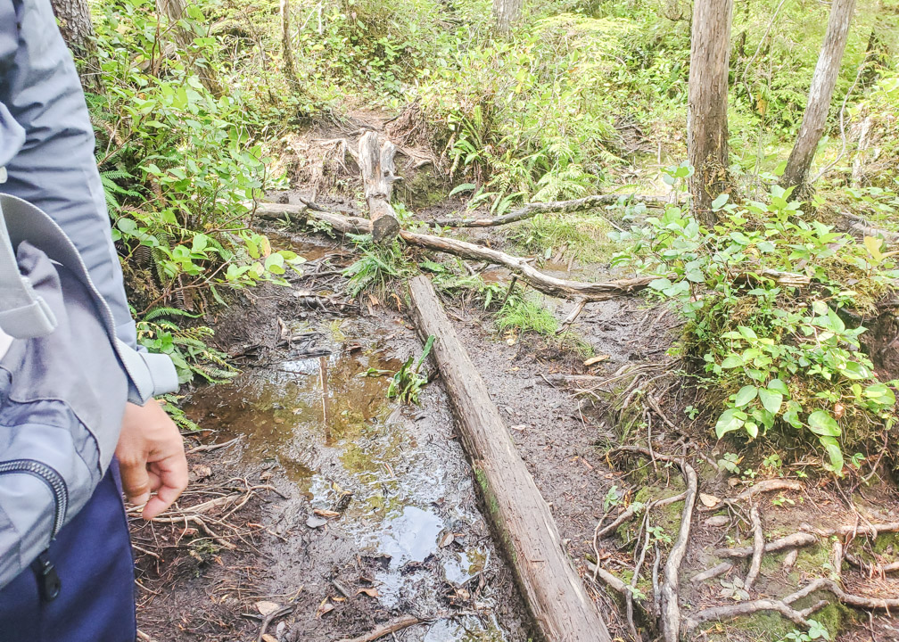 Port Hardy Plane Crash Muddy Trail