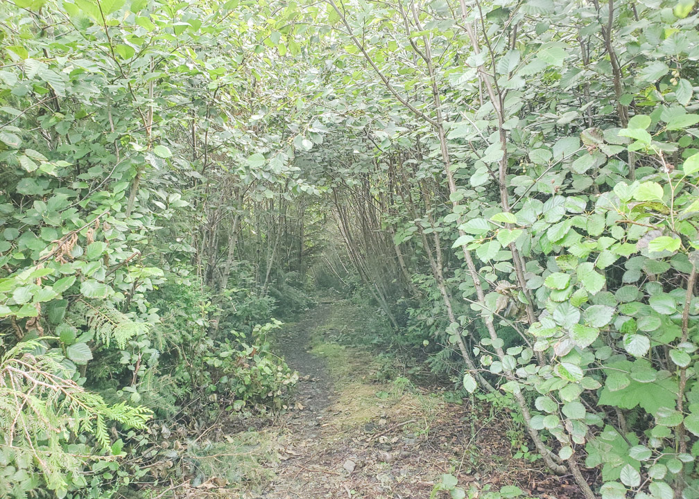 Port Hardy Plane Crash Trail