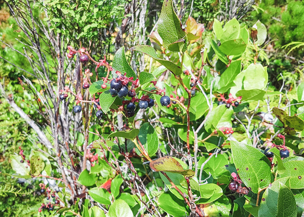 Port Hardy Plane Crash Wild Berries