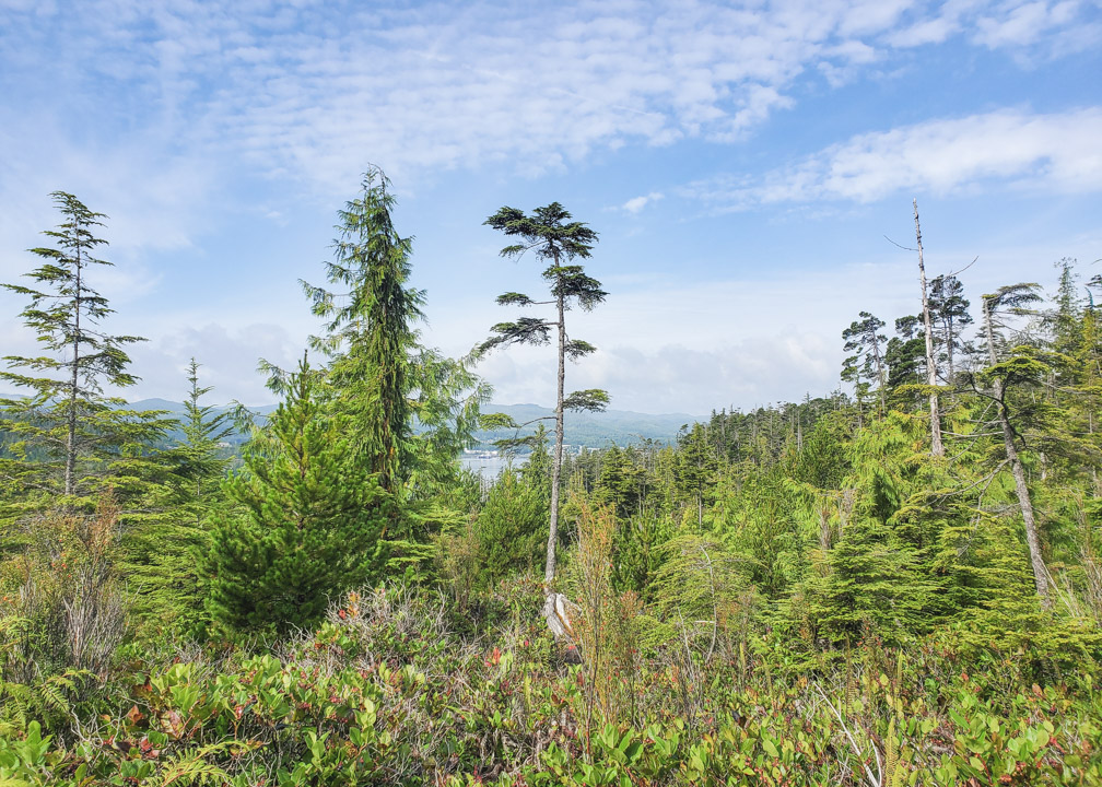 View of Port Hardy from Dakota 576 Hike