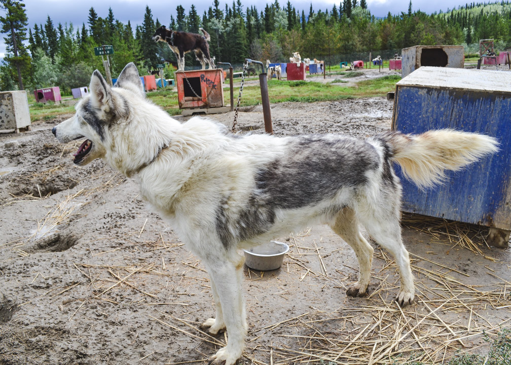 Huskies in the Yukon Summer