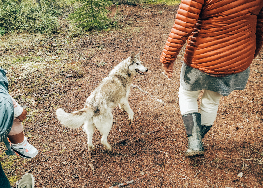 Muktuk Adventures Dog Walk