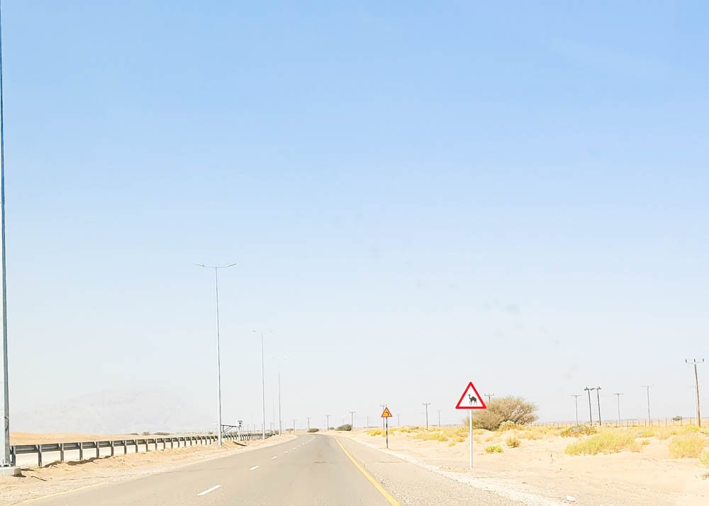 Driving in Oman Camel Crossing Sign