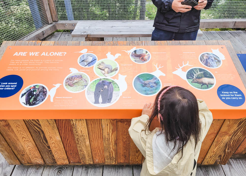 Malahat SkyWalk Animals