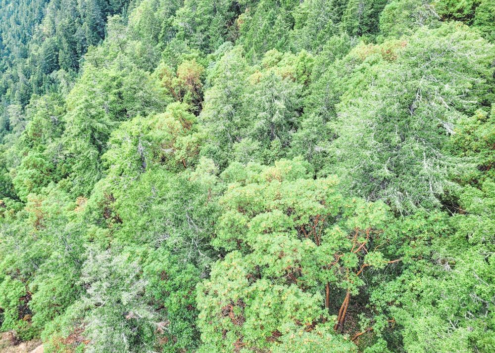 Malahat SkyWalk Eagles