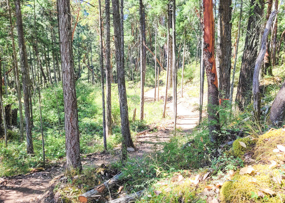 Malahat SkyWalk Nature Trail 2