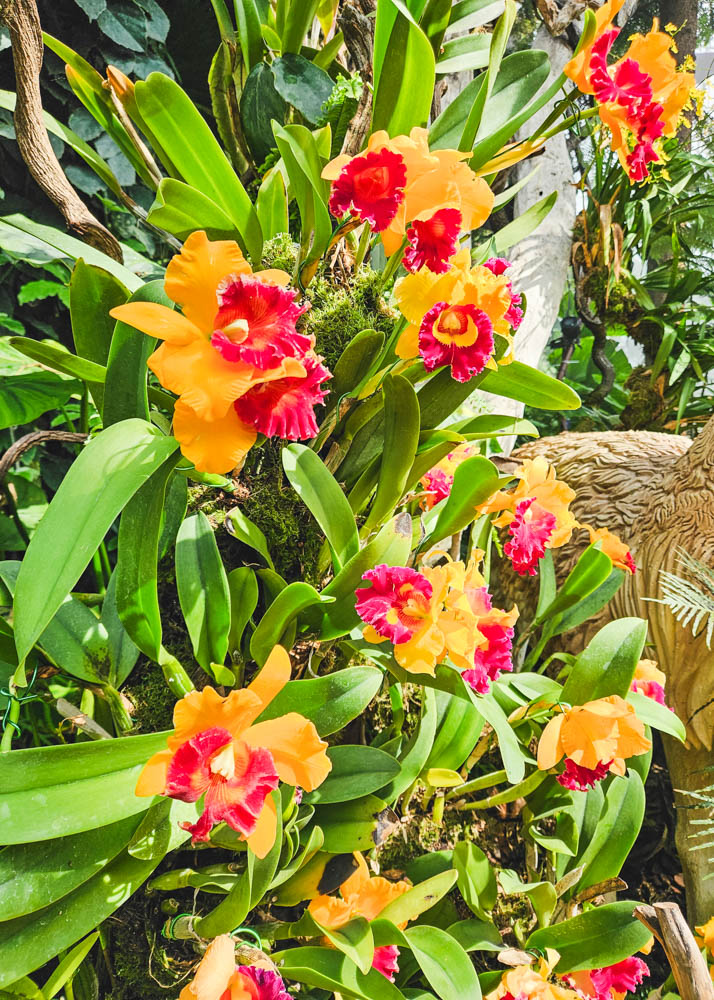 Orchids at Cloud Forest