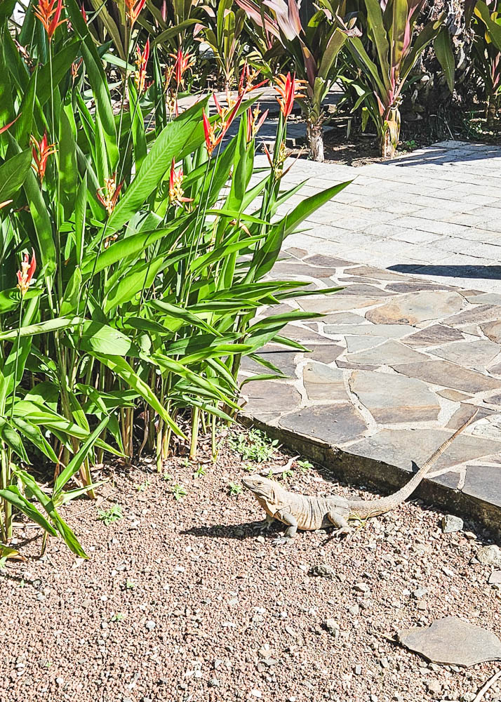 JW Marriott Guanacaste Iguana