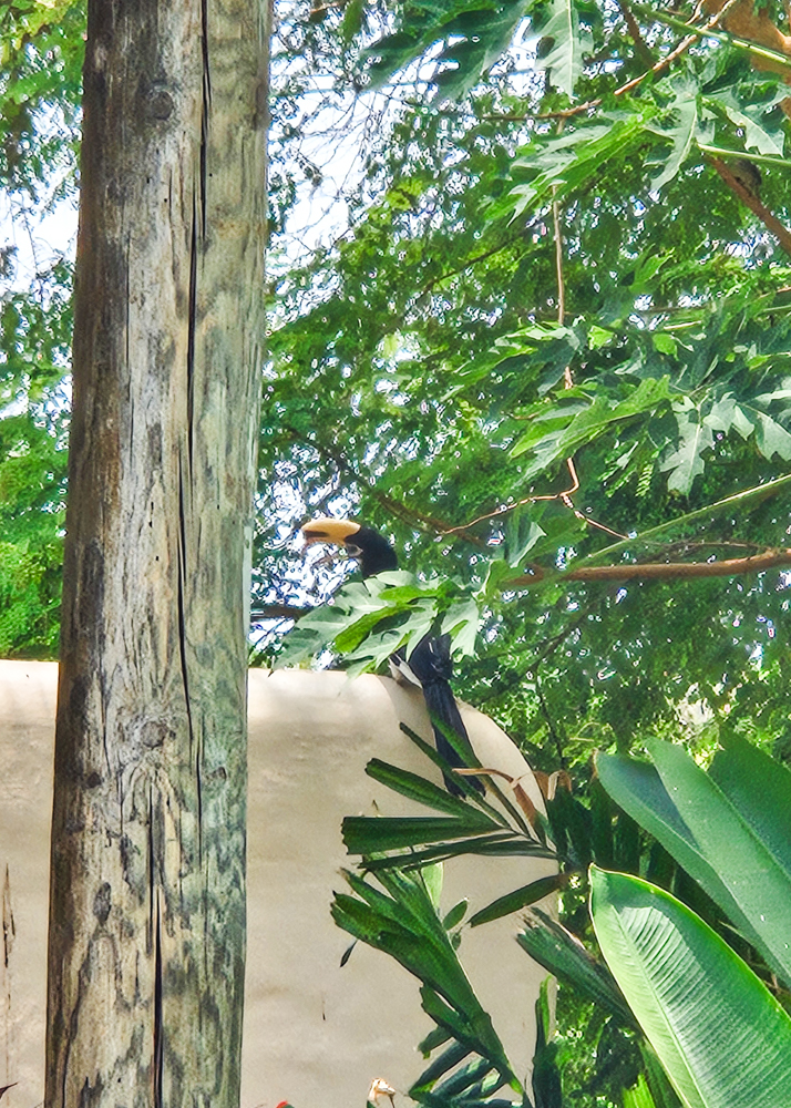 The Naka Island Hornbill Bird