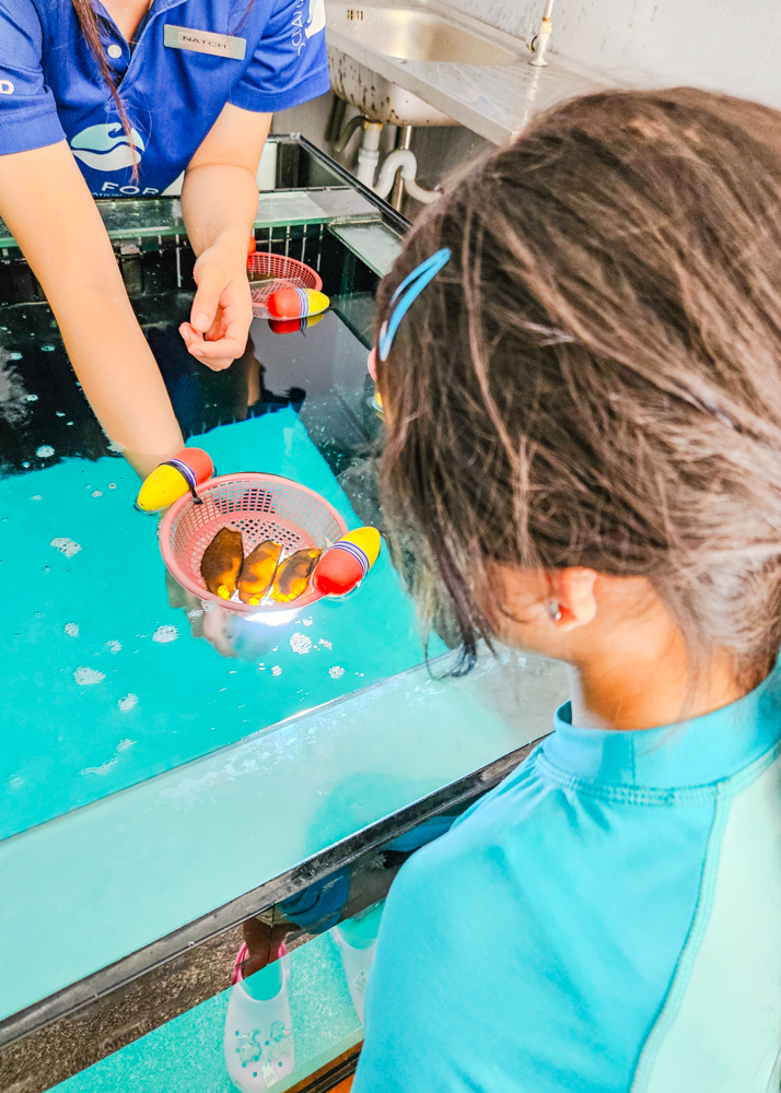 JW Marriott Khao Lak Bamboo Shark Nursery Tour