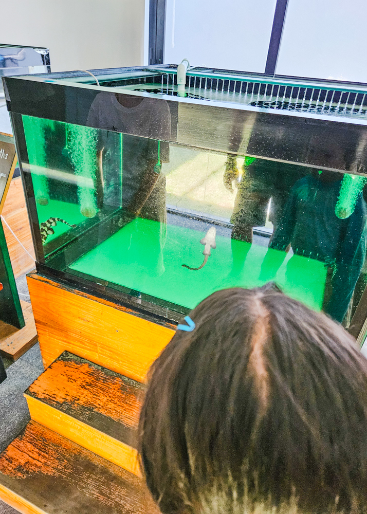 JW Marriott Khao Lak Bamboo Shark Nursery