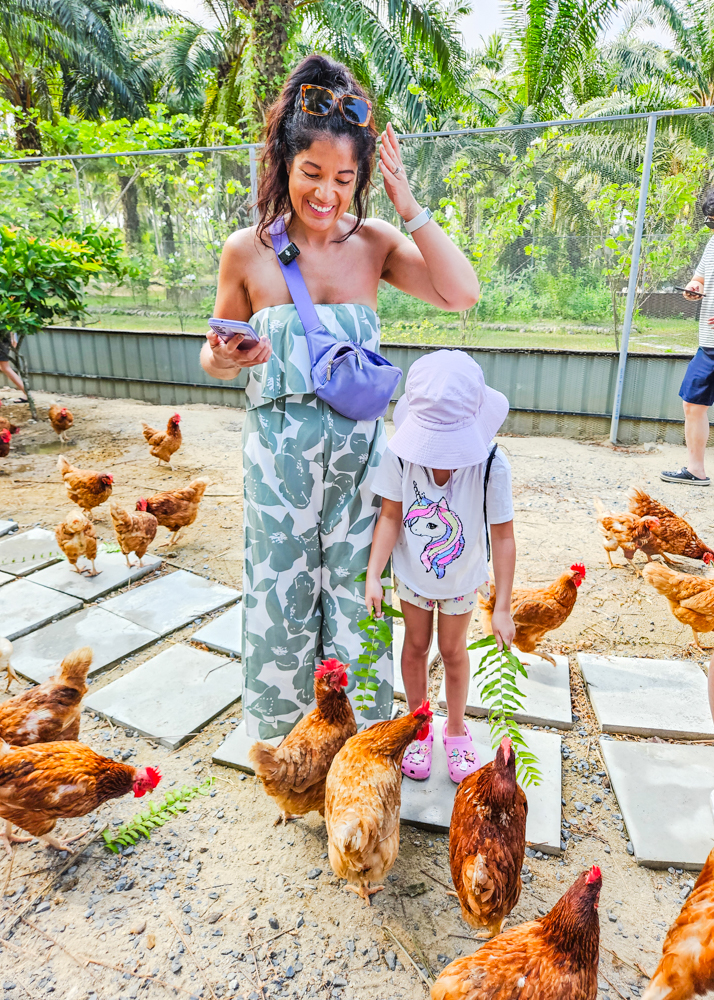 JW Marriott Khao Lak JW Farm Chickens