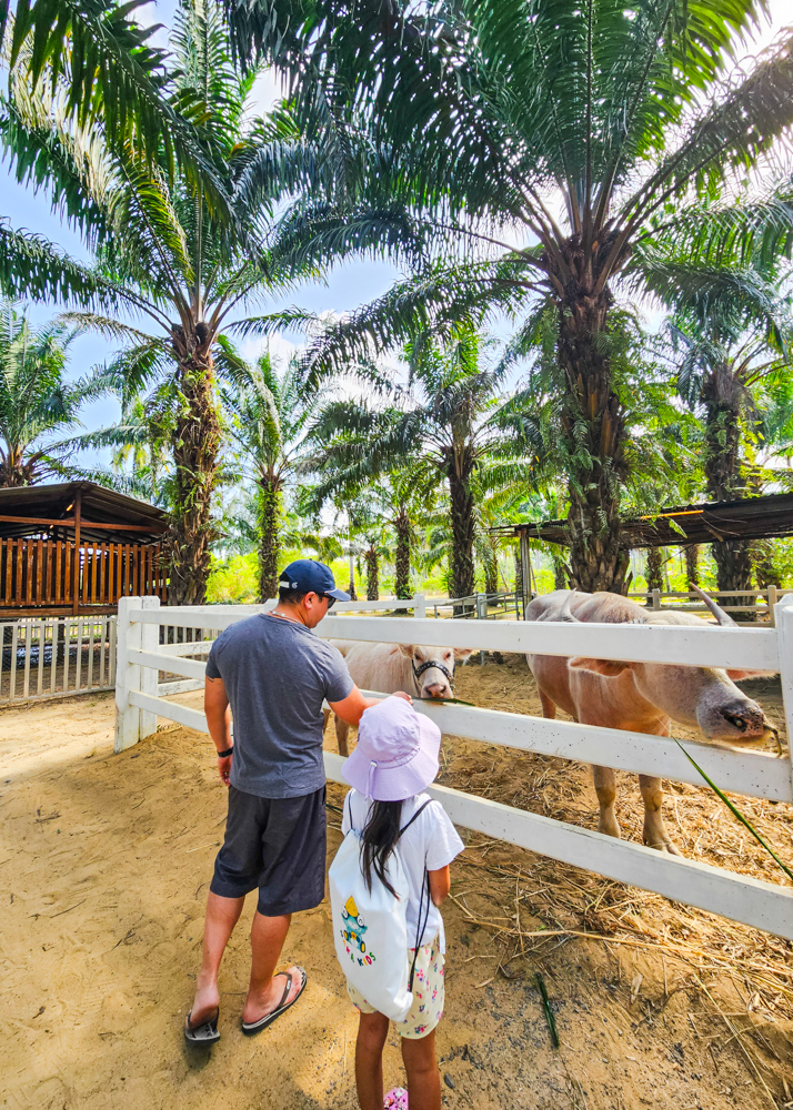 JW Marriott Khao Lak JW Farm Water Buffalo